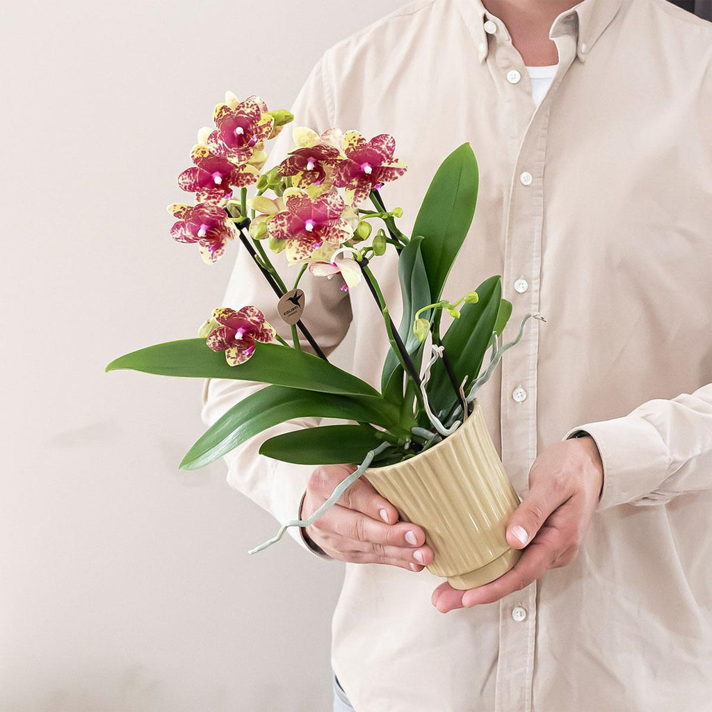 Kolibri Orchids | Oranje gele phalaenopsis orchidee potmaat Ø9cm | Grosseto | bloeiende kamerplant - vers van de kweker