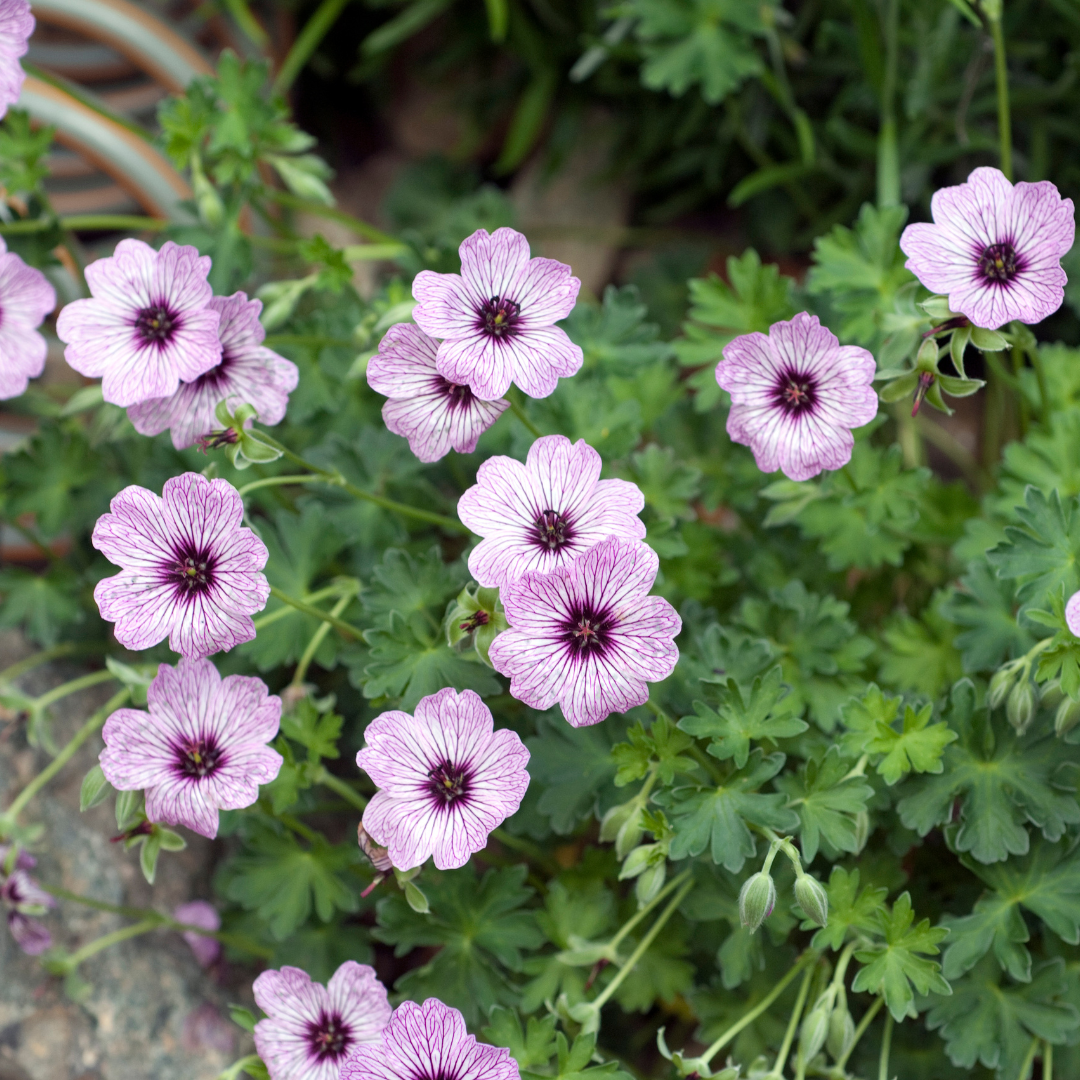 6x Geranium cin. 'Ballerina' - ↕10-25cm - Ø9cm