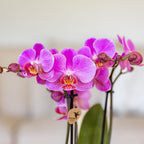 Paars roze phalaenopsis orchidee potmaat Ø9cm | Frederikstad | bloeiende kamerplant - vers van de kweker