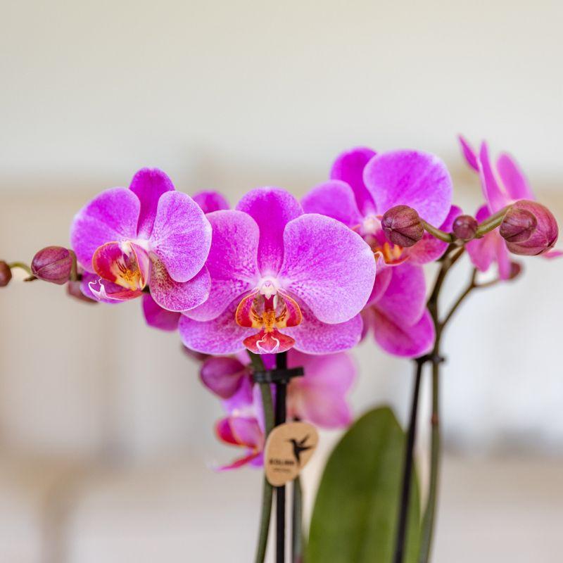 Paars roze phalaenopsis orchidee potmaat Ø9cm | Frederikstad | bloeiende kamerplant - vers van de kweker