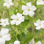 6x Wintergroene bodembedekker Vinca minor 'Alba' - ↕10-25cm - Ø9cm
