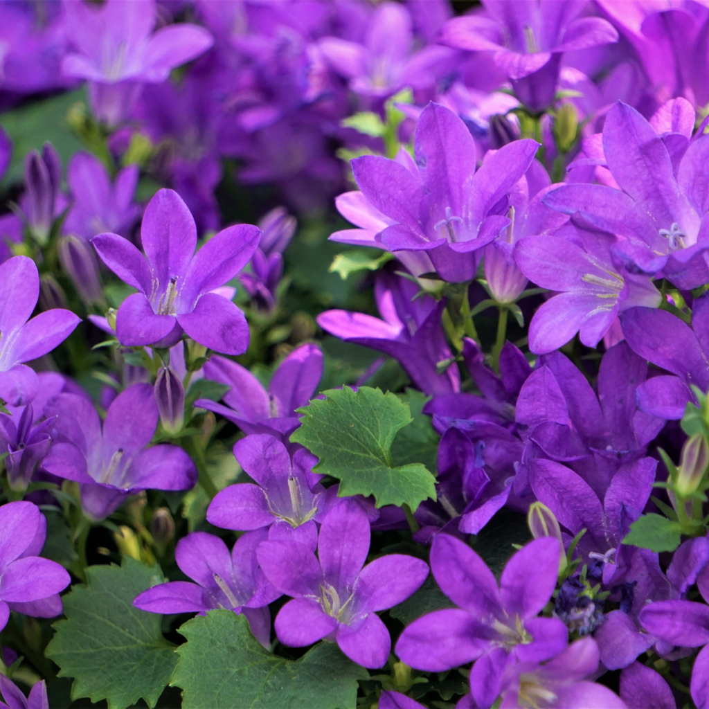 6x Campanula portenschlagiana - ↕10-25cm - Ø9cm