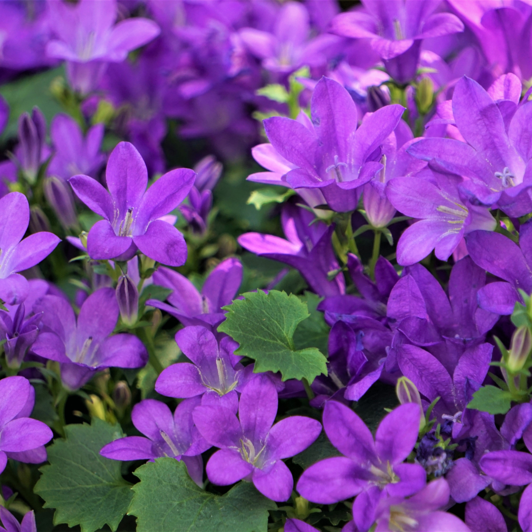 6x Campanula portenschlagiana - ↕10-25cm - Ø9cm