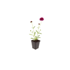 6x Knautia macedonica - ↕10-25cm - Ø9cm