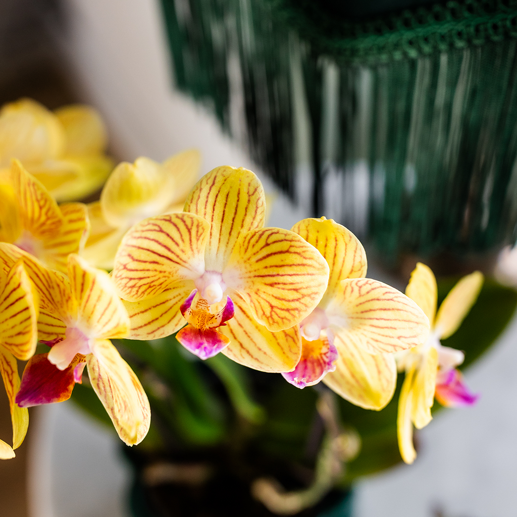 gele Phalaenopsis orchidee - Lima - potmaat Ø9cm | bloeiende kamerplant - vers van de kweker