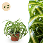 Kamerplant 2STUKS- Chlorophytum comosum Bonnie - Krullende Graslelie - Huisdiervriendelijk - Bont - 2 Planten - Pot 12cm - Hoogte 20-25cm
