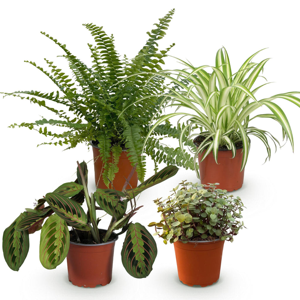 Kamerplant mix van 4  - Chlorophytum - Maranta - Calissia - Nephrolepsis - Huisdiervriendelijke Planten - Groen - 4 Planten - Pot 12cm - Hoogte 25cm
