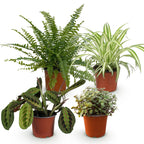 Kamerplant mix van 4  - Chlorophytum - Maranta - Calissia - Nephrolepsis - Huisdiervriendelijke Planten - Groen - 4 Planten - Pot 12cm - Hoogte 25cm