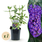 Tuinplant - 3x Buddleja davidii Empire Blue - Vlinderstruik - Winterhard - Blauw - 3 Planten - Pot 17cm - Hoogte 45cm