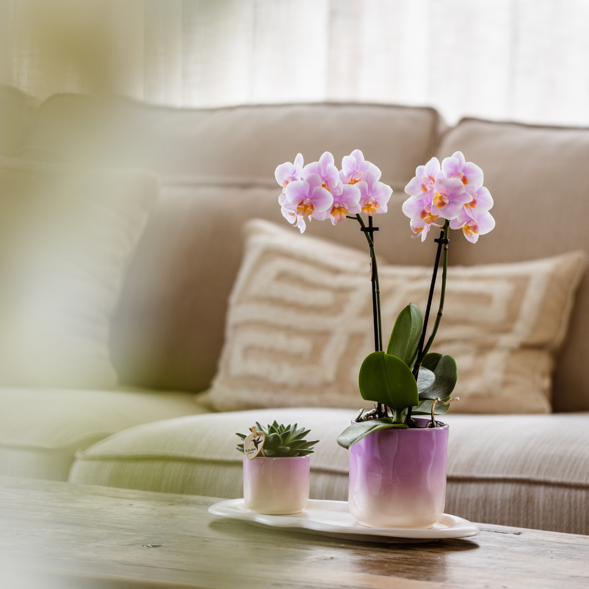 Plantenset Valentijn 'Gradience Pink' | Paarse Phalaenopsis Orchidee Vienna en Succulent incl. keramieken sierpotten