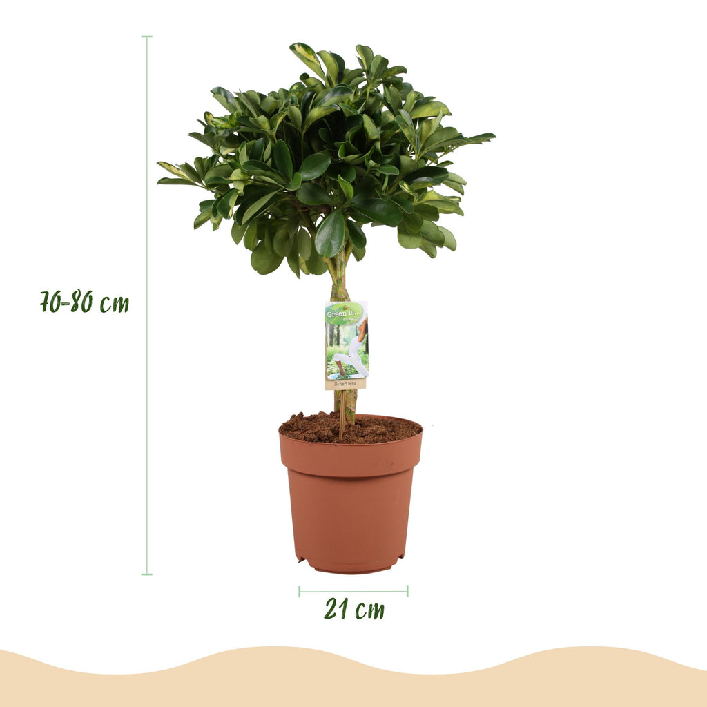 Schefflera Gold Capelle - Vingerboom - Weinig onderhoud - Groen - goud - 1 Plant - met Potter Grijs - Pot 21cm - Hoogte 70-80cm