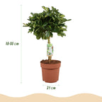 Schefflera Gold Capelle - Vingerboom - Weinig onderhoud - Groen - goud - 1 Plant - met Potter Grijs - Pot 21cm - Hoogte 70-80cm
