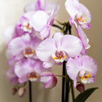 Roze Niagara Falls orchidee 12cm met Mesh White sierpot – vers van de kweker