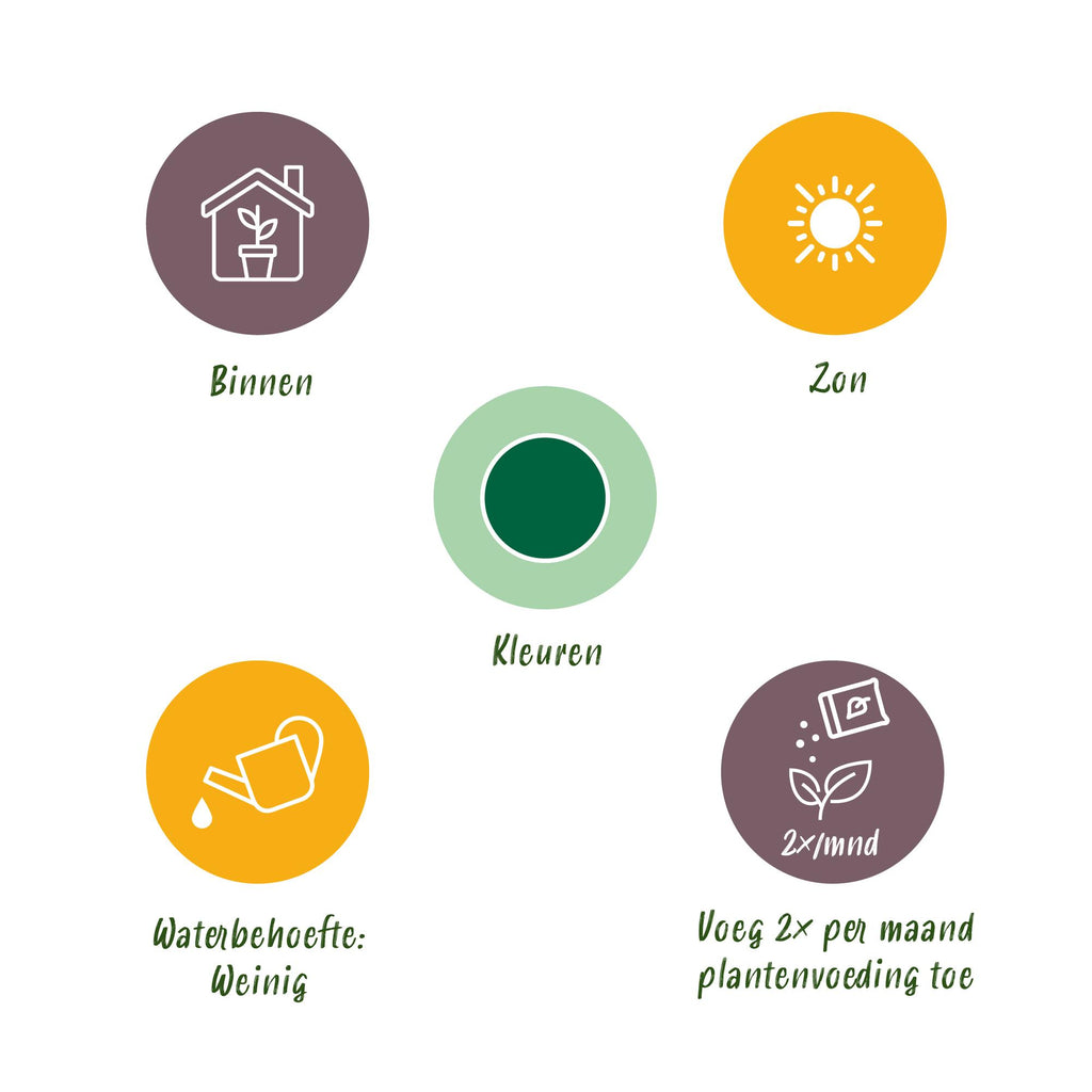 Euphorbia eritrea - Afrikaanse melkboom - Weinig onderhoud - Groen - 1 - Pot 19cm - Hoogte 70cm