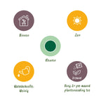 Euphorbia eritrea - Afrikaanse melkboom - Weinig onderhoud - Groen - 1 - Pot 19cm - Hoogte 70cm