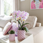 Roze phalaenopsis orchidee - Portugal - potmaat Ø9cm | bloeiende kamerplant - vers van de kweker