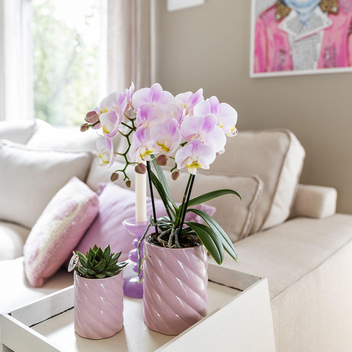 Roze phalaenopsis orchidee - Portugal - potmaat Ø9cm | bloeiende kamerplant - vers van de kweker
