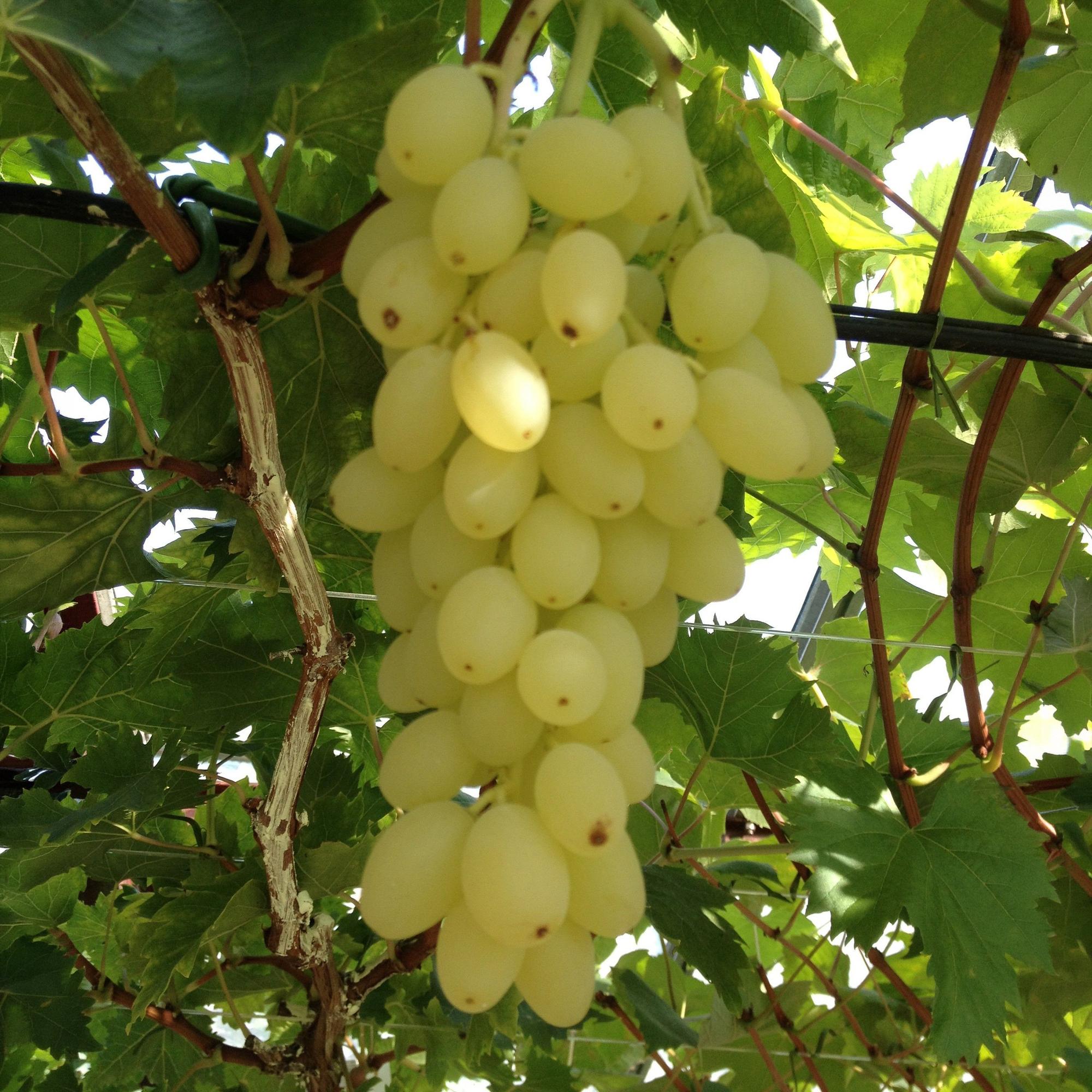 Fruitplant -2x  Vitis vinifera Lakemont - Druivenplant - Winterhard - Goudgele Druif - 2 Planten - Pot 15cm - Hoogte 50cm