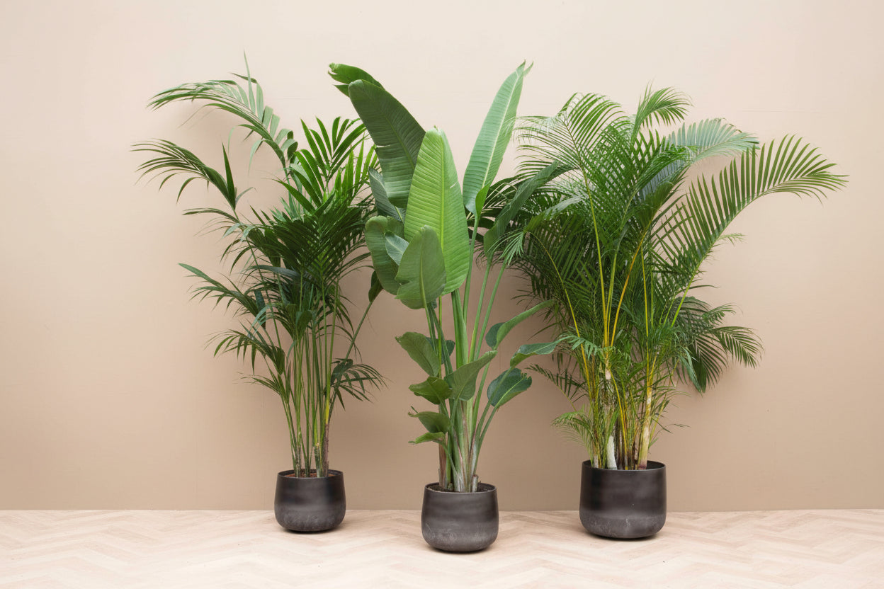 Voordeelpakket XXL - Kentia 200 cm, Strelitzia Nicolai 225 cm, Areca 200 cm