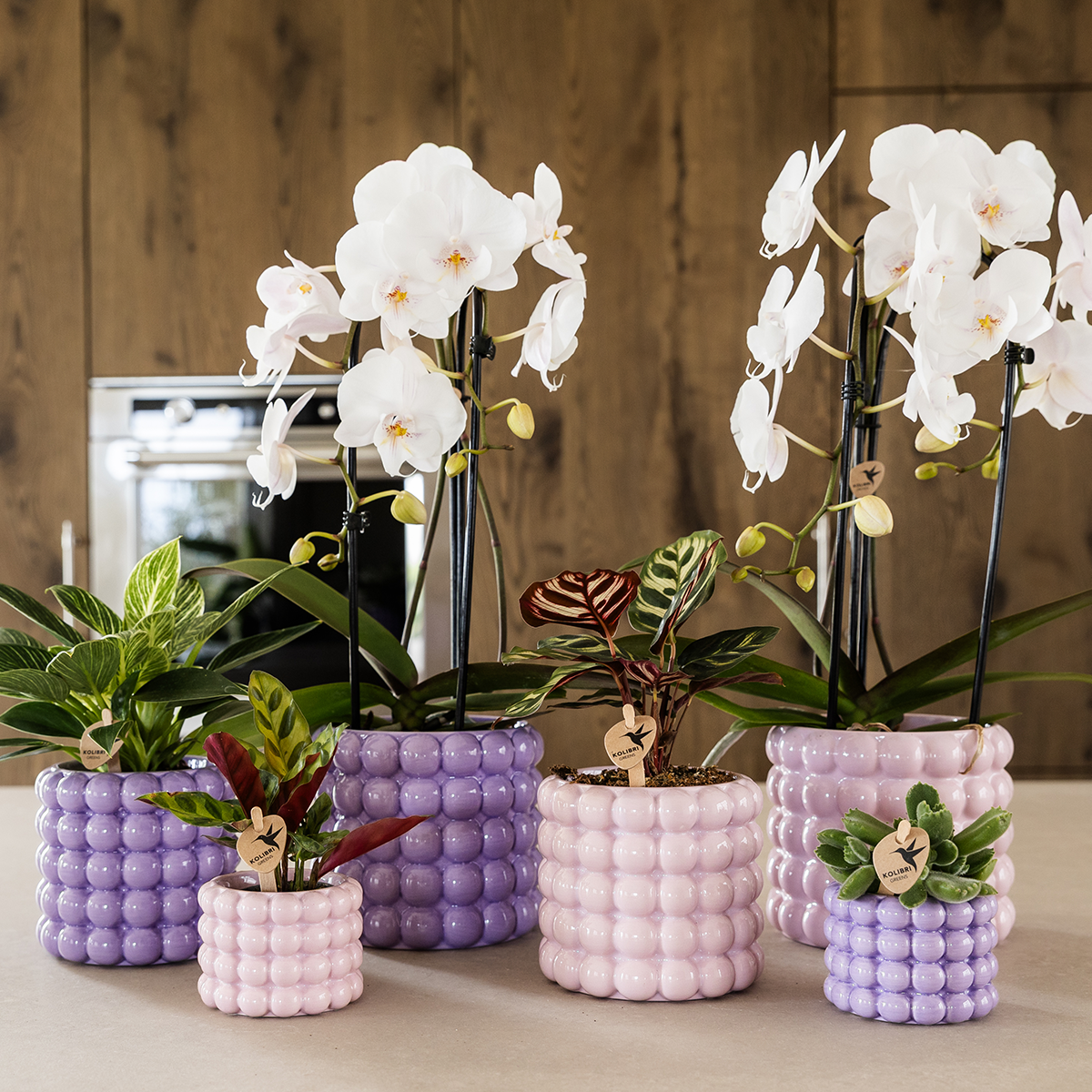 Plantenset Poppy Paars | Witte Lausanne orchidee 12 cm + groene plant 9 cm incl. sierpotten – vers van de kweker