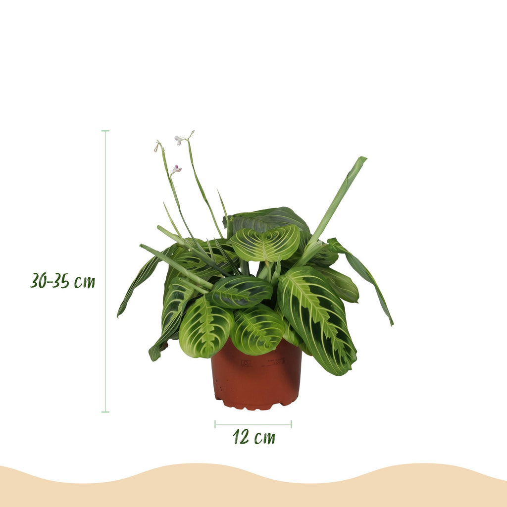 Kamerplant 2 STUKS- Maranta Fascinator Lemon Lime - Gebedsplant - Huisdiervriendelijk - Groen - 2 Planten - Pot 12cm - Hoogte 30-35cm