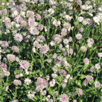 12x Astrantia major - ↕10-25cm - Ø9cm