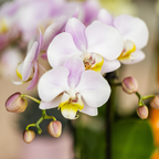 Giftset Creatives | Roze Portugal orchidee + DIY schilderpakket – incl. sierpotten, verf, kwasten & dienblad