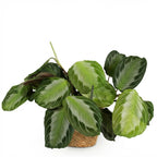 Maranta Fascinator Silverband - Gebedsplant - Huisdiervriendelijke Plant - Groen - 1 Plant - met Mand - Pot 12cm - Hoogte 25cm