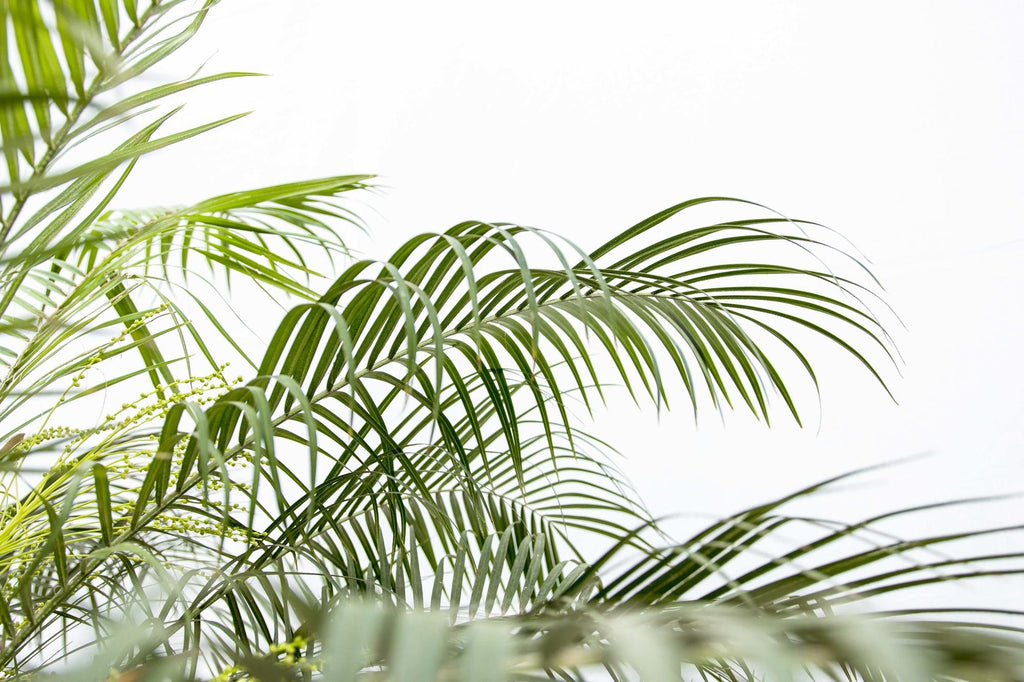 Phoenix Roebelenii palm op stam - 210cm - 200cm