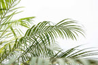 Phoenix Roebelenii palm op stam - 210cm - 200cm
