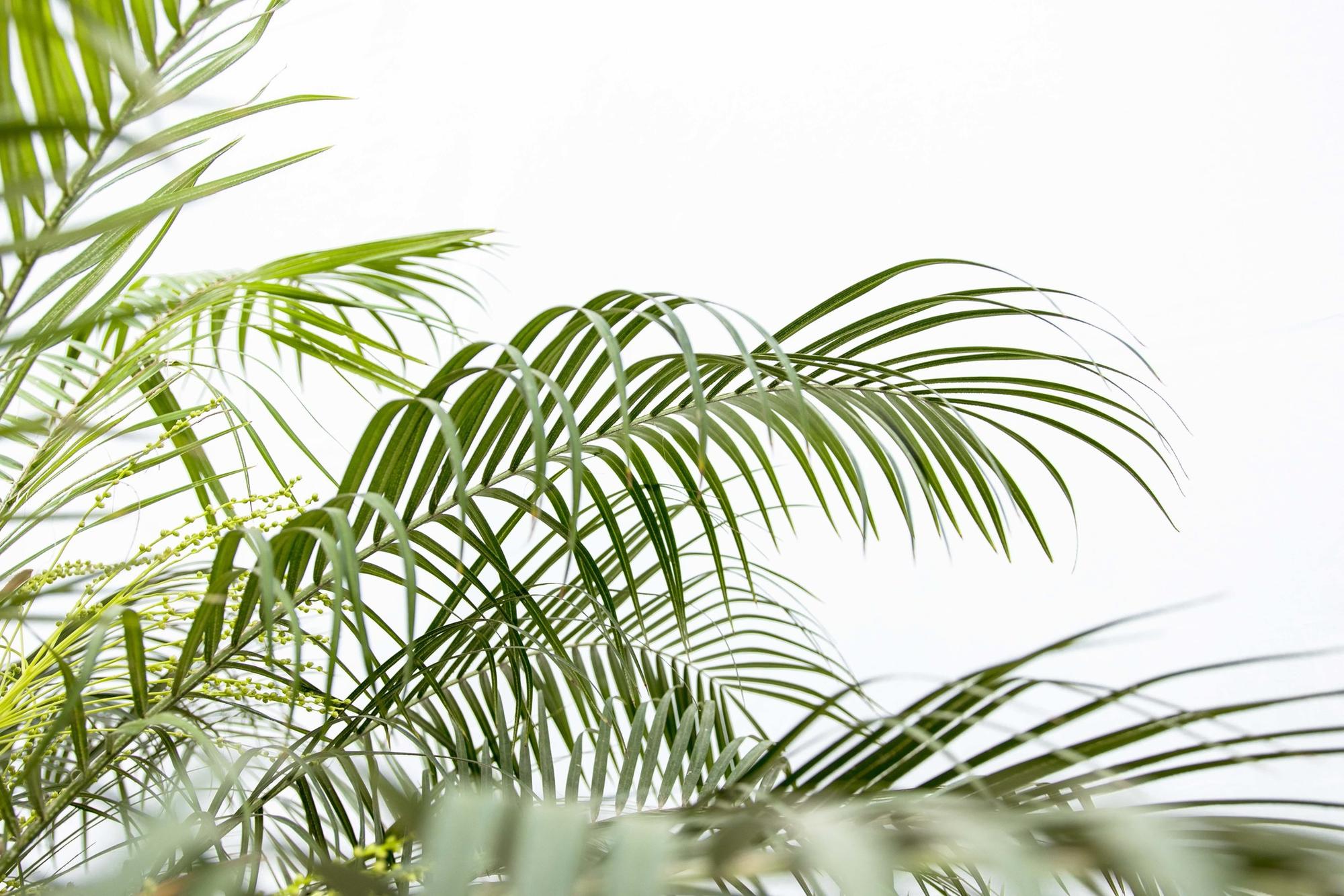 Phoenix Roebelenii palm op stam - 210cm - 200cm