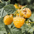 Fruitplant -2x Rubus idaeus Fallgold - Frambozenplant - Winterhard - Gele Framboos - 2 Planten - Pot 15cm - Hoogte 50cm