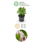Dwerg Rhododendron - Rhododendron Bloombux Light Pink - Bloeiende Buxus - Weinig Onderhoud - Licht Roze Bloem - 1 Plant - Pot 10,5cm - Hoogte 20-25cm
