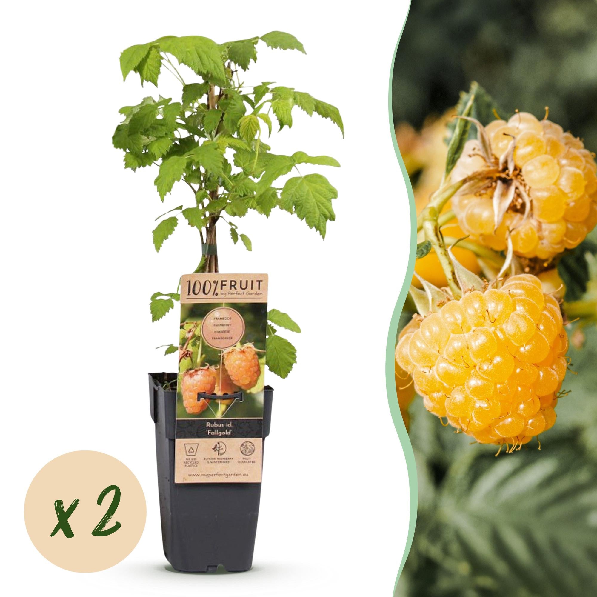 Fruitplant -2x Rubus idaeus Fallgold - Frambozenplant - Winterhard - Gele Framboos - 2 Planten - Pot 15cm - Hoogte 50cm