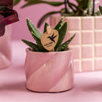 Plantenset Valentijn 'Candy' | Roze Phalaenopsis Orchidee Portugal en Succulent incl. keramieken sierpotten