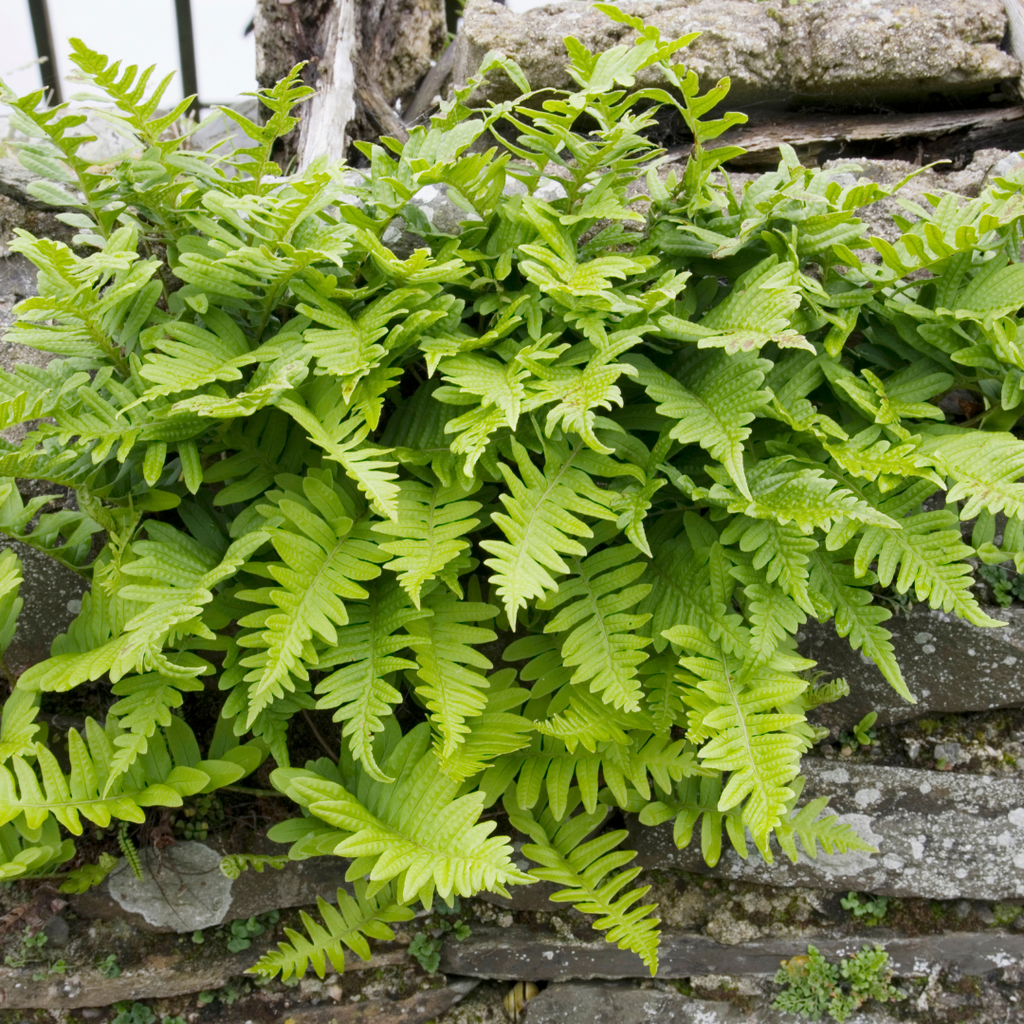 12x Polypodium vulgare - ↕10-25cm - Ø9cm