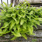 12x Polypodium vulgare - ↕10-25cm - Ø9cm