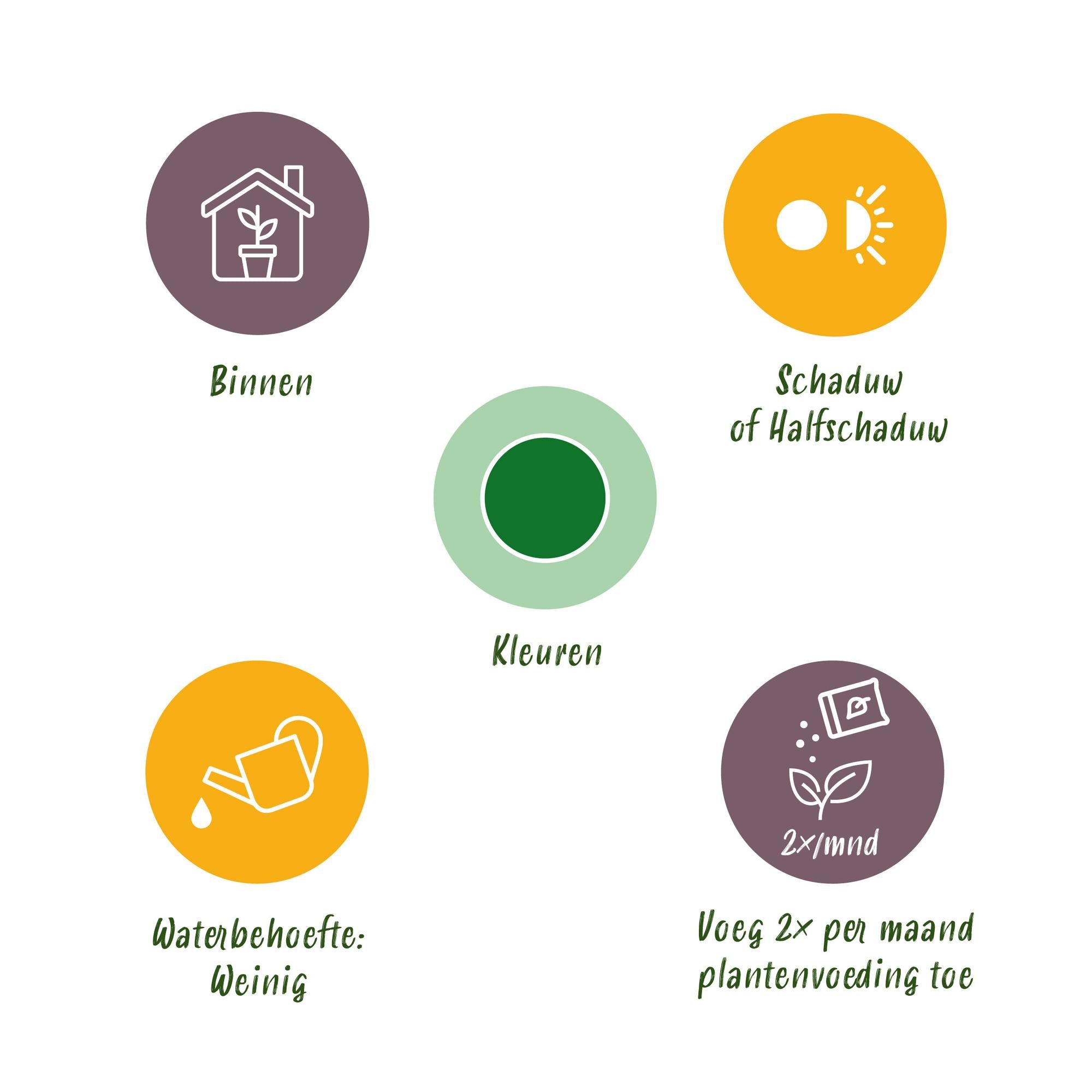 Zamioculca - ZZ-plant - Weinig onderhoud - Groen - 1 Plant - Pot 17cm - Hoogte 65-75cm