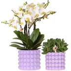 Plantenset Poppy Paars | Witte Lausanne orchidee 12 cm + groene plant 9 cm incl. sierpotten – vers van de kweker