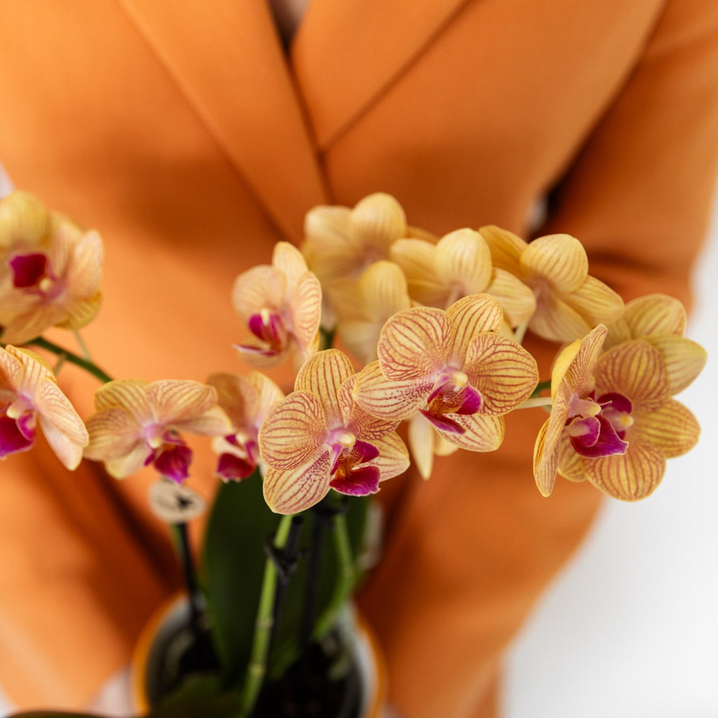 oranje Phalaenopsis orchidee potmaat Ø9cm | Jamaica | bloeiende kamerplant - vers van de kweker