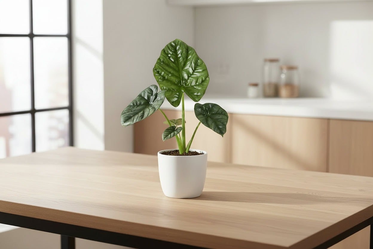 Alocasia Lukiwan - Ø12cm - ↕20cm