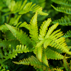 12x Polystichum set. 'Herrenhausen'- ↕10-25cm - Ø9cm
