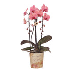 Zalmroze orchidee potmaat Ø12cm | Narbonne | bloeiende kamerplant - vers van de kweker