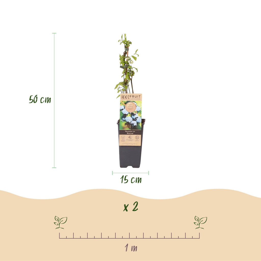 Fruitplant - 2x Vaccinium corymbosum Bluecrop - Bosbes - Winterhard - Blauwe Bes - 2 Planten - Pot 15cm - Hoogte 50cm
