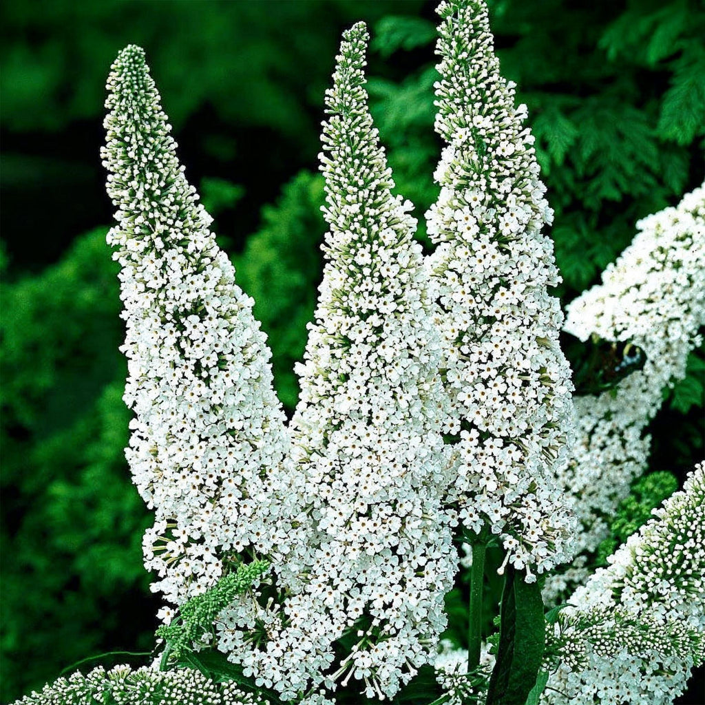 Tuinplant - 3x Buddleja davidii White Profusion - Vlinderstruik - Winterhard - Wit - 3 Planten - Pot 17cm - Hoogte 45cm