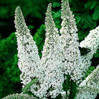 Tuinplant - 3x Buddleja davidii White Profusion - Vlinderstruik - Winterhard - Wit - 3 Planten - Pot 17cm - Hoogte 45cm