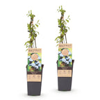 Fruitplant - 2x Vaccinium corymbosum Bluecrop - Bosbes - Winterhard - Blauwe Bes - 2 Planten - Pot 15cm - Hoogte 50cm