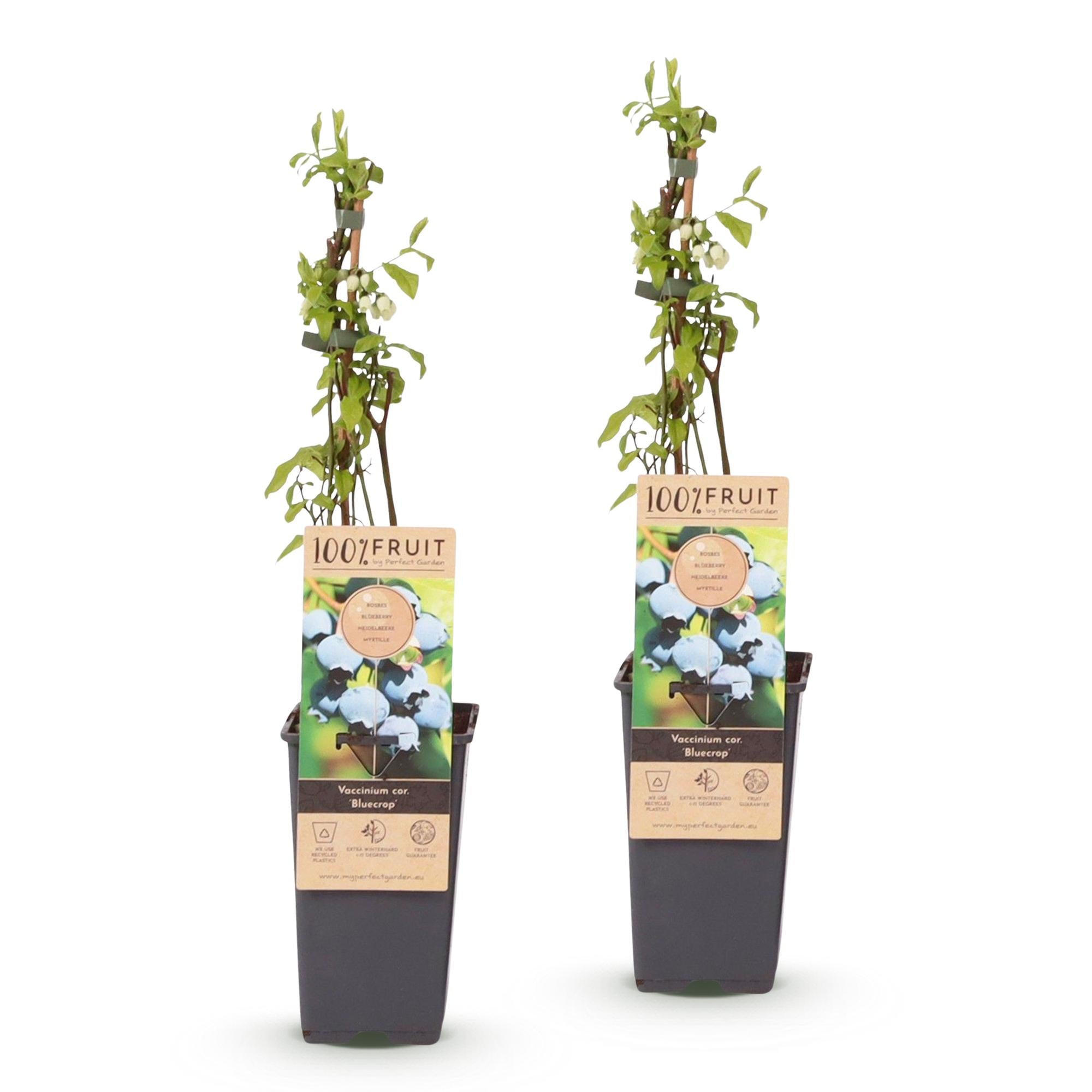 Fruitplant - 2x Vaccinium corymbosum Bluecrop - Bosbes - Winterhard - Blauwe Bes - 2 Planten - Pot 15cm - Hoogte 50cm