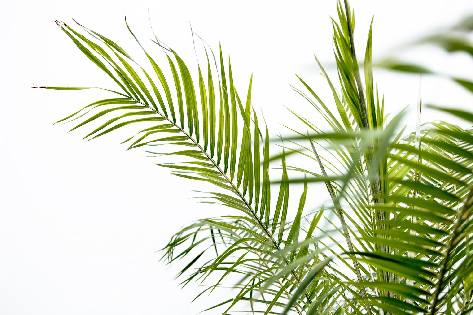 Phoenix Roebelenii palm op stam - 210cm - 200cm