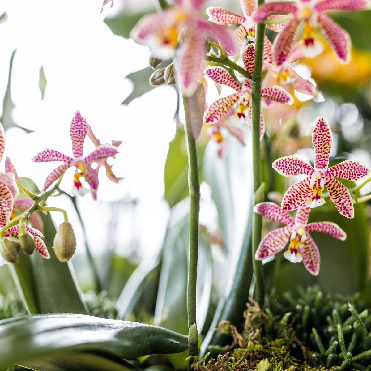 oranje Phalaenopsis orchidee - Spider- potmaat Ø9cm | bloeiende kamerplant - vers van de kweker